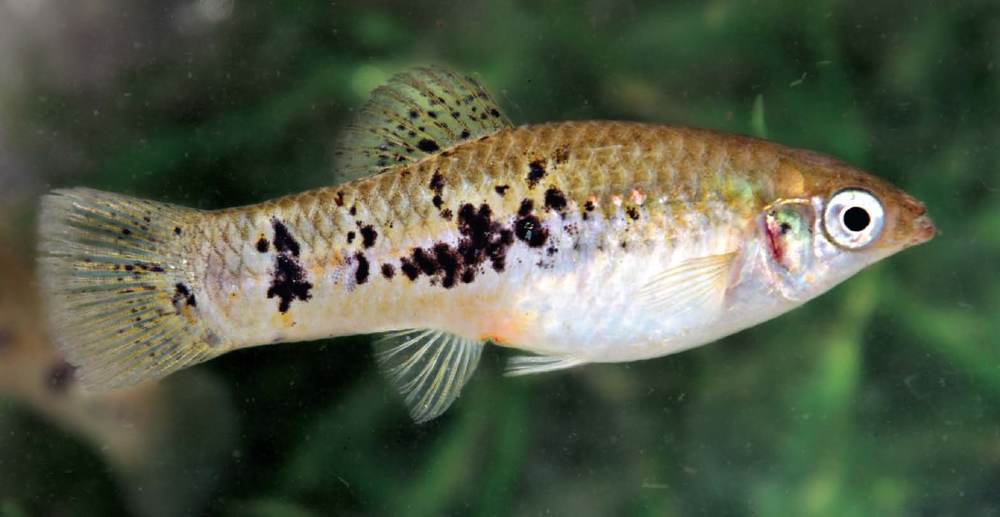 Birch Aquarium successfully spawns three critically endangered