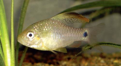 Larger fry equals greater boldness - The Cichlid Stage