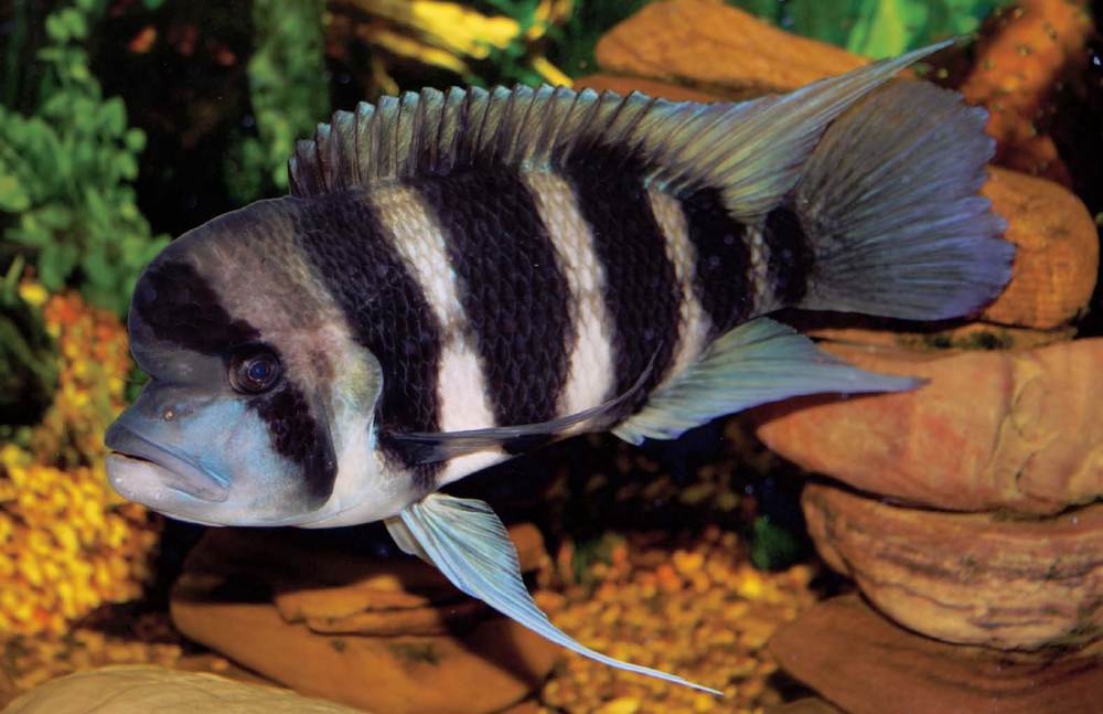 Tropical Fish Hobbyist - March 2012 - cichlid world
