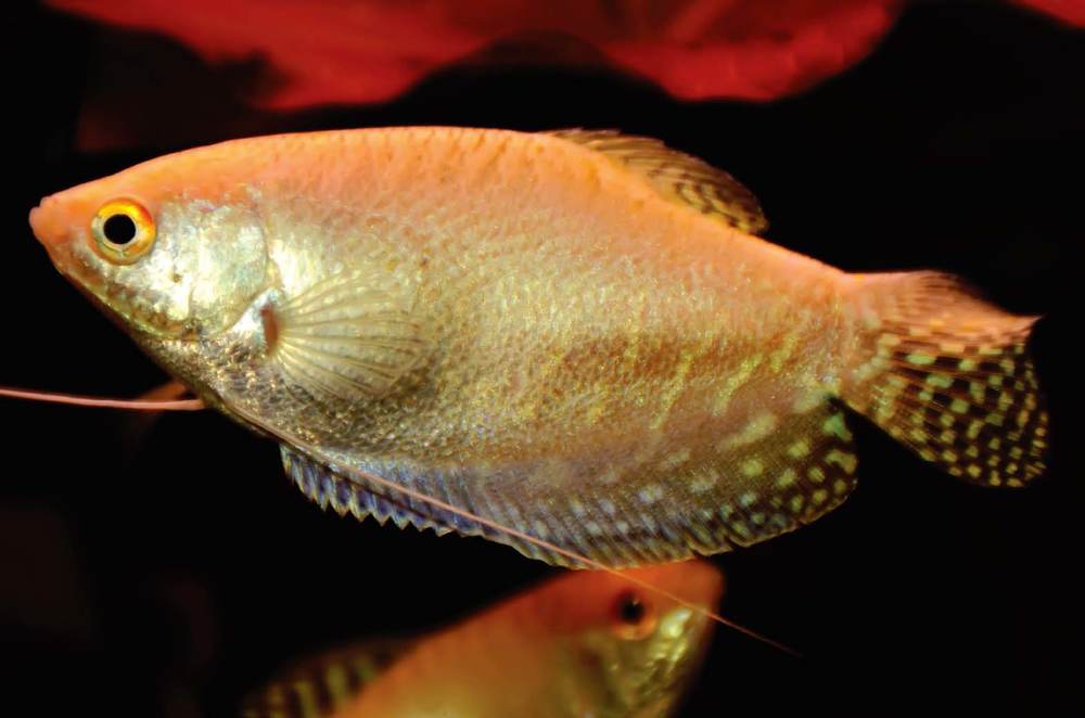 Tropical Fish Hobbyist - March 2012 - Acclimating Animals to