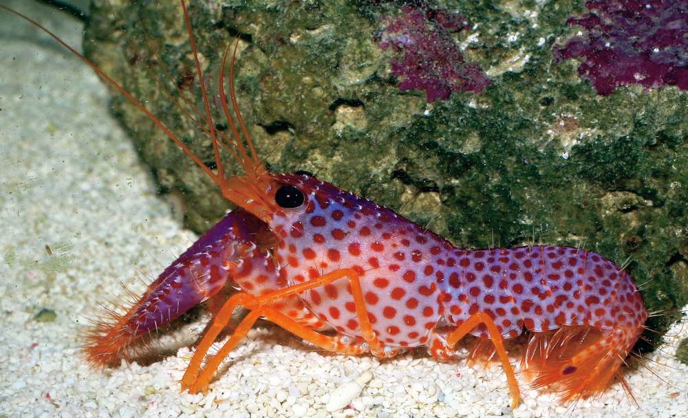 Buy Purple Lobster Online  Aquarium Inverts for Sale - Vivid Aquariums