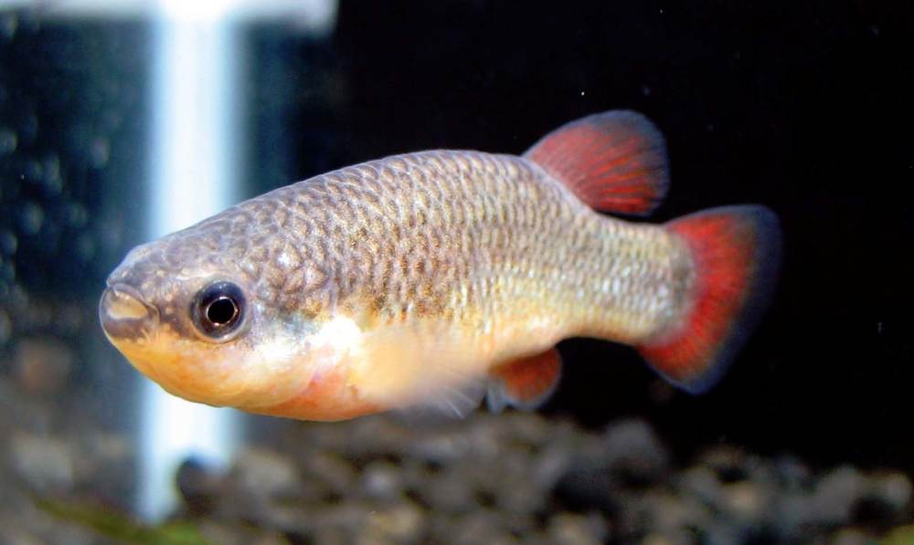 Tropical Fish Hobbyist - May 2012 - The Exotic Fishes of Burma: Introducing  the Doctor Fishes