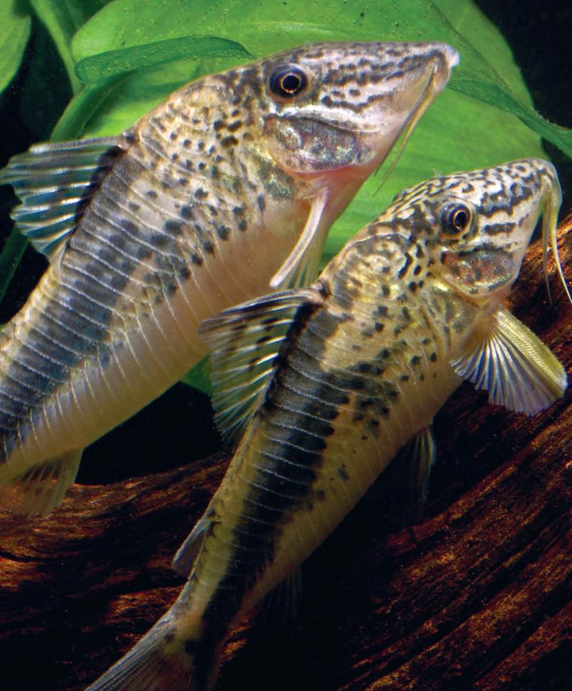 Tropical Fish Hobbyist - May 2012 - Editor's Note