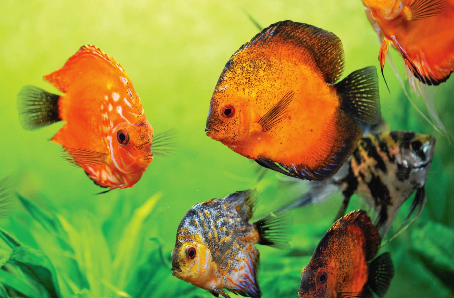 Freshwater Aquarium Disease Prevention, Recognition and Treatment