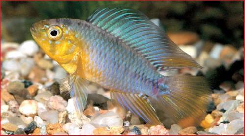 July 2012 - Q & A freshwater - Tropical Fish Hobbyist