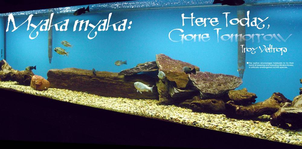 Tropical Fish Hobbyist - July 2012 - Myaka myaka: Here Today, Gone