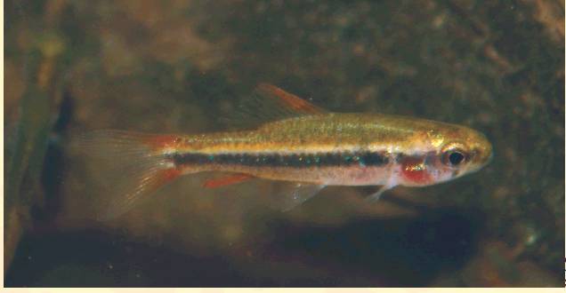 Monster Fish' lurking at Tennessee Aquarium