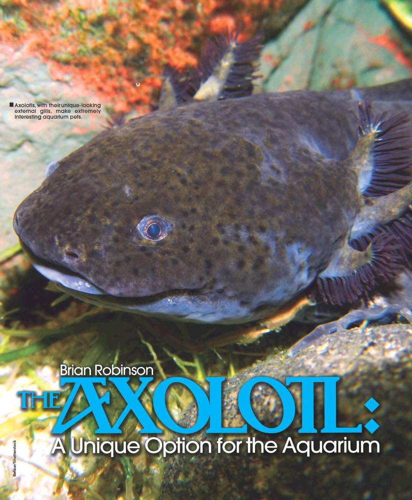 Tropical Fish Hobbyist - October 2012 - THE AXOLOTL: A Unique