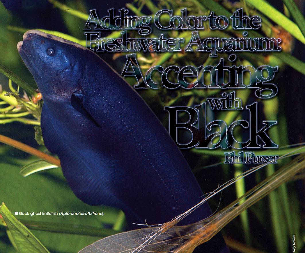 Tropical Fish Hobbyist - February 2013 - Book Excerpt: An