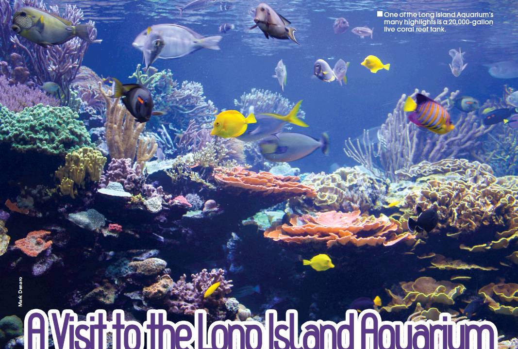 Tropical Fish Hobbyist - February 2013 - A Visit to the Long