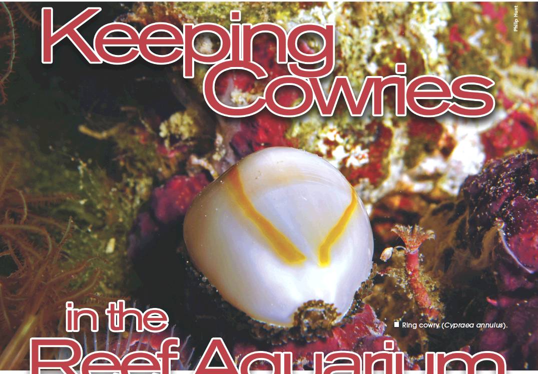 Tropical Fish Hobbyist - March 2013 - On the Money: Keeping Cowries in the  Reef Aquarium