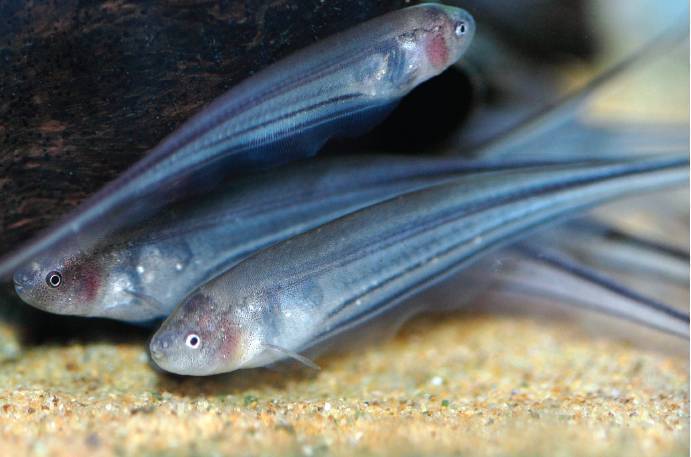 Black Ghost- knife fish, electric fish found in shallow