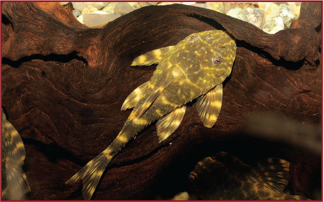 Tropical Fish Hobbyist Jan Feb 18 Bottom Of The Tank Tropical Fish Hobbyist Jan Feb 18 Bottom Of The Tank