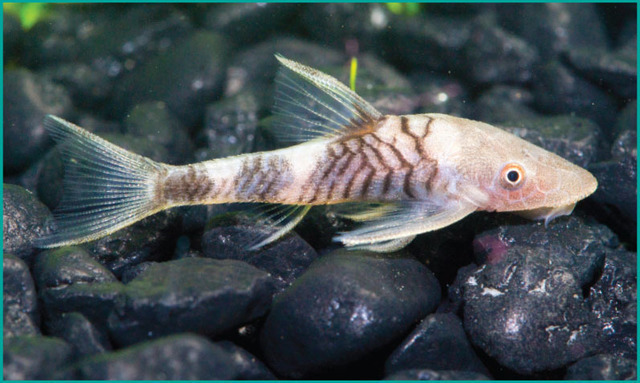 redfin otocinclus