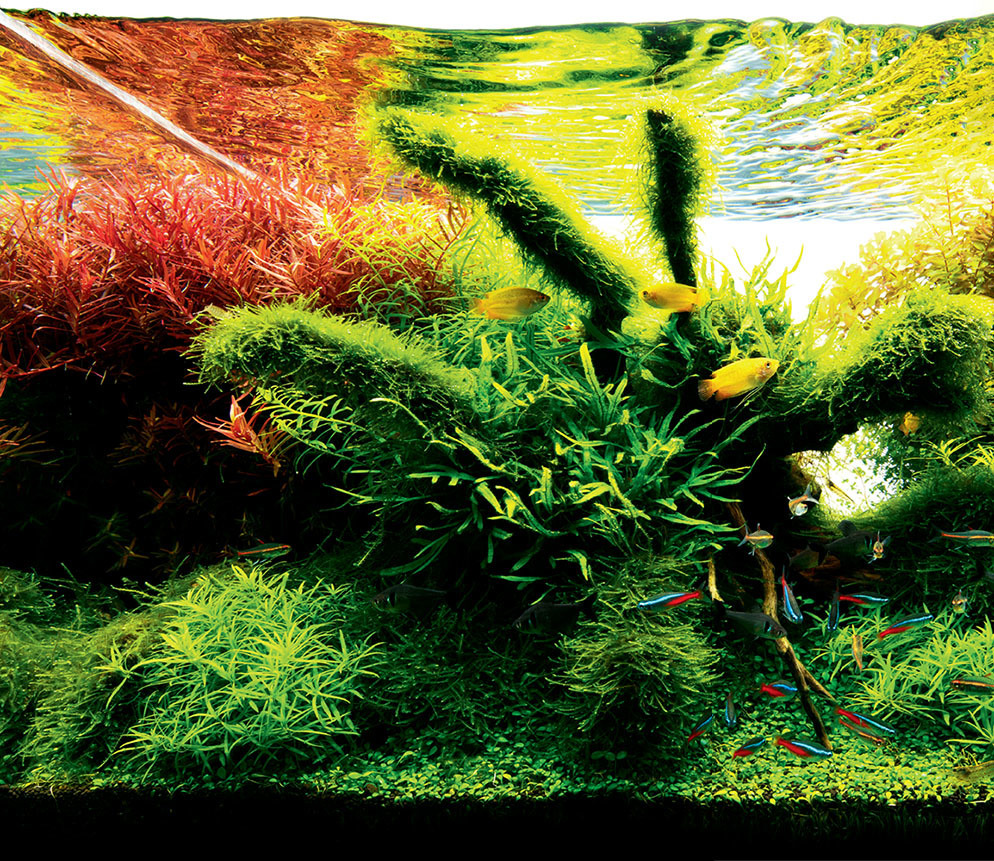 Aquascaping - Arranging rocks and wood and plants in a way that is pur 