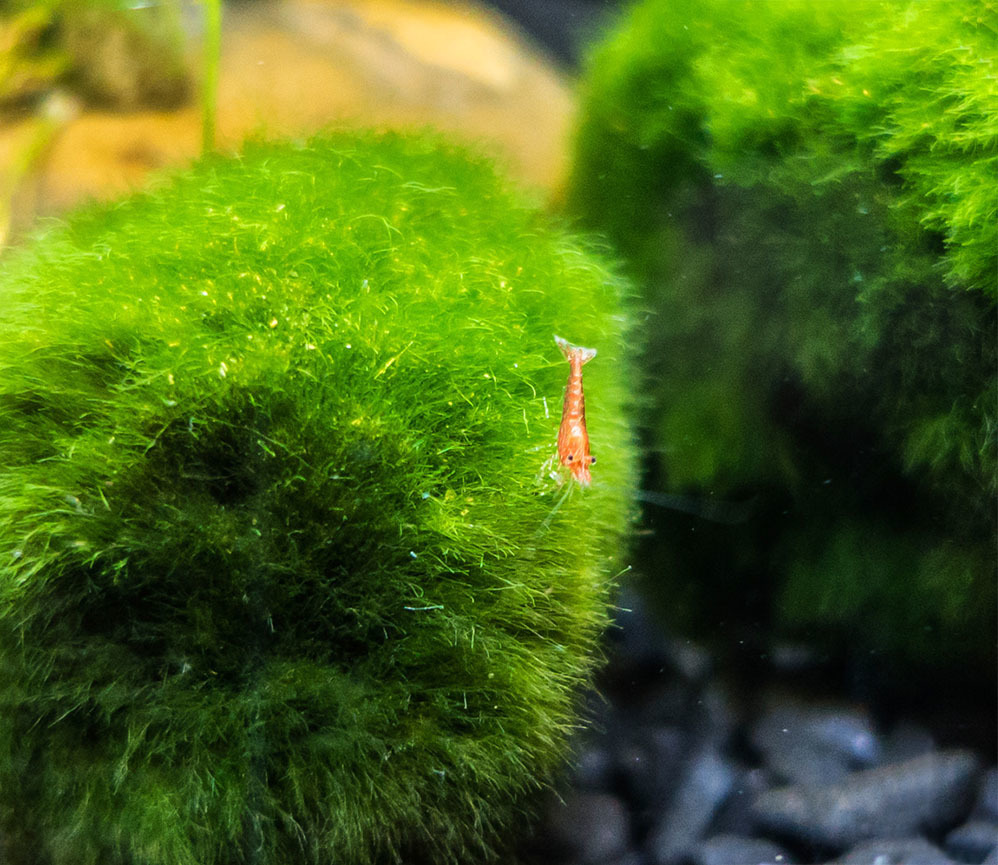 Can I pull apart marimo moss balls and use them to do other things