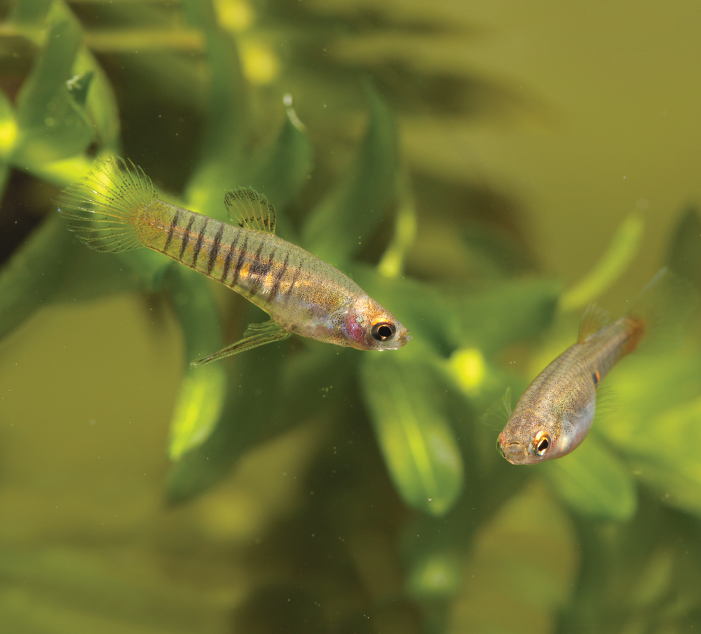 Live Bearing Tropical Freshwater Fish atelieryuwa.ciao.jp