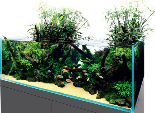 Tropical Fish Hobbyist - Jan/Feb 2021 - Nature Aquarium Basics: A