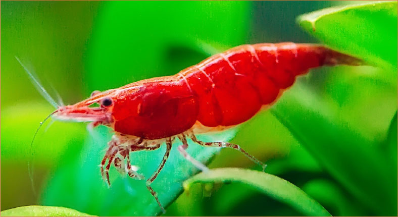 Aquarium Libraries - Ghost Shrimp