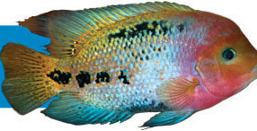Top 5 Central American Cichlids - YouTube