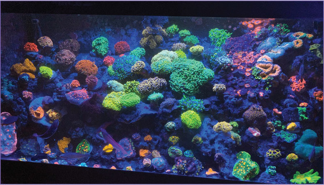 12G Nano Foam/Rock Project ++Pics! - Reef Central Online Community