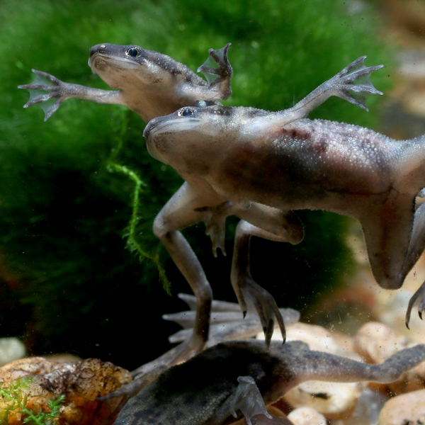 Freshwater shops aquatic frogs