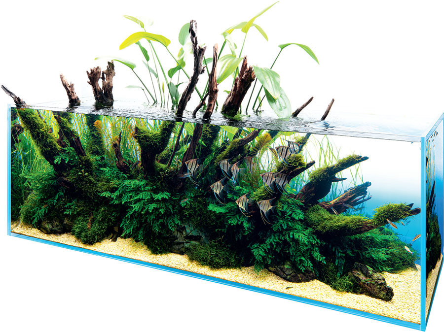 森*田様 Echinodorus sp. 'Jurua Tourmaline' 森*田様 Echinodorus sp. 'Jurua Tourmaline'