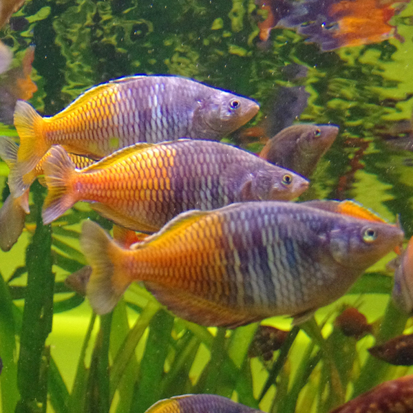 Tropical Fish Hobbyist - Jan/Feb 2024 - The Resplendent Rainbowfishes