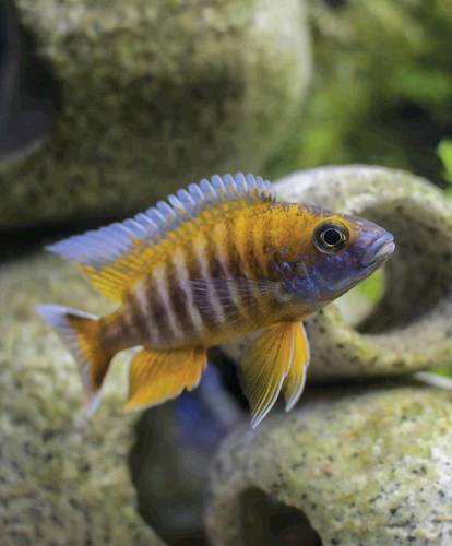 Butterfly hot sale peacock cichlid