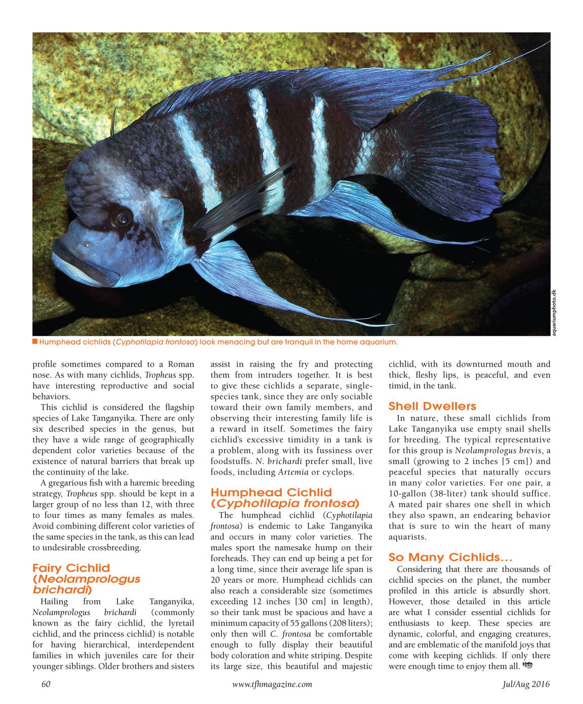 Tropical Fish Hobbyist - Jul/Aug 2016 - page 59