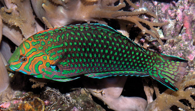 Powder Blue Tang, Online Learning Center