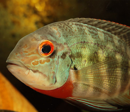 true parrot cichlid