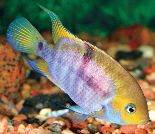 衝撃特価 Tropical Fish Hobbyist - Jul/Aug 2020 - A Dozen Delightful 洋書