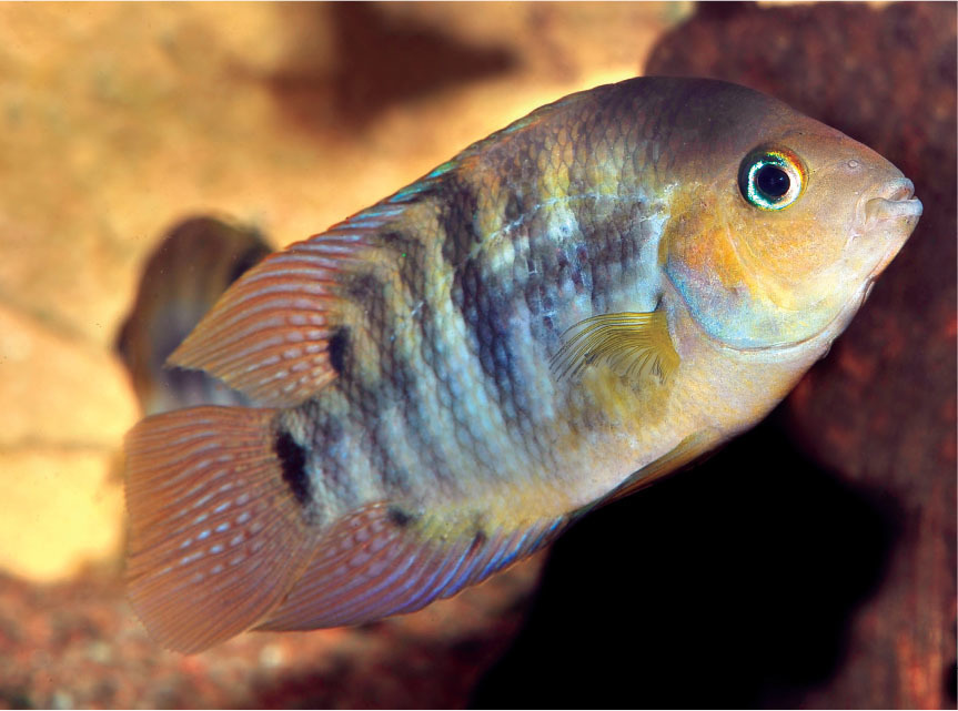 Central American Cichlids