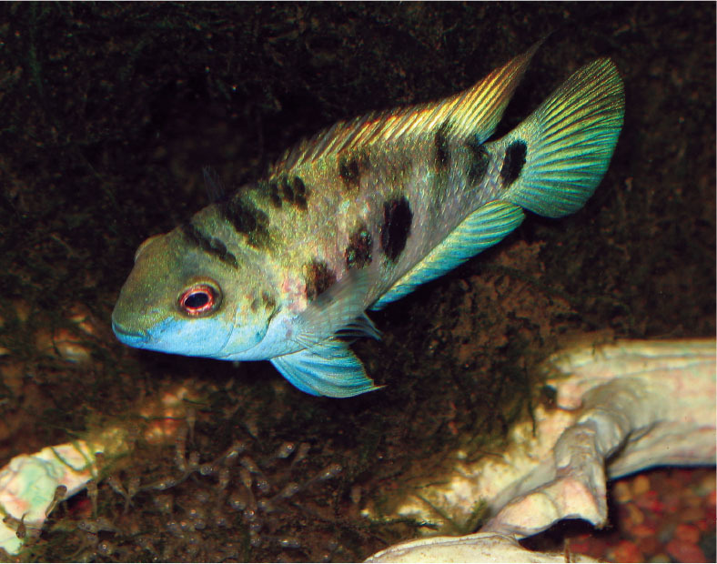 Tropical Fish Hobbyist - Jul/Aug 2020 - A Dozen Delightful