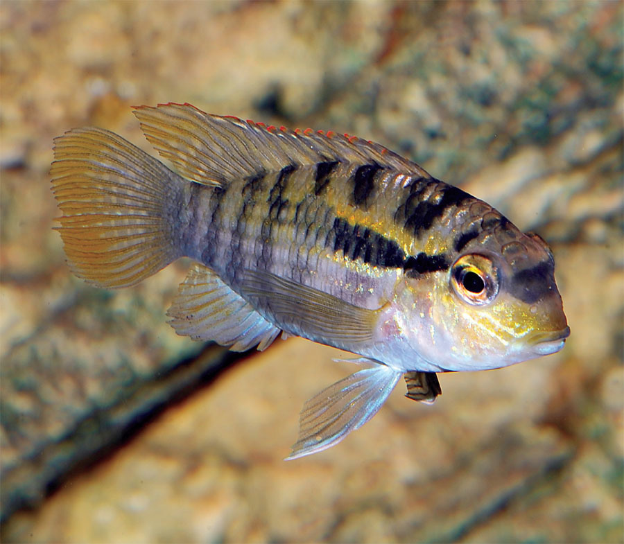 Tropical Fish Hobbyist - Jul/Aug 2020 - A Dozen Delightful