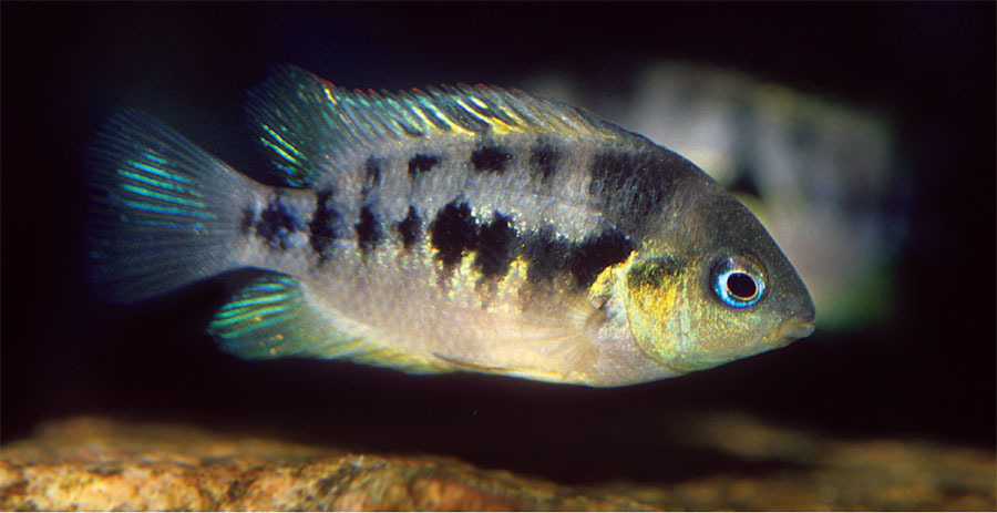 Tropical Fish Hobbyist - Jul/Aug 2020 - A Dozen Delightful