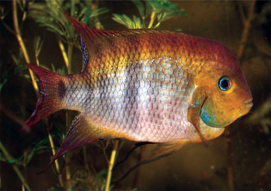 Tropical Fish Hobbyist - Jul/Aug 2020 - A Dozen Delightful