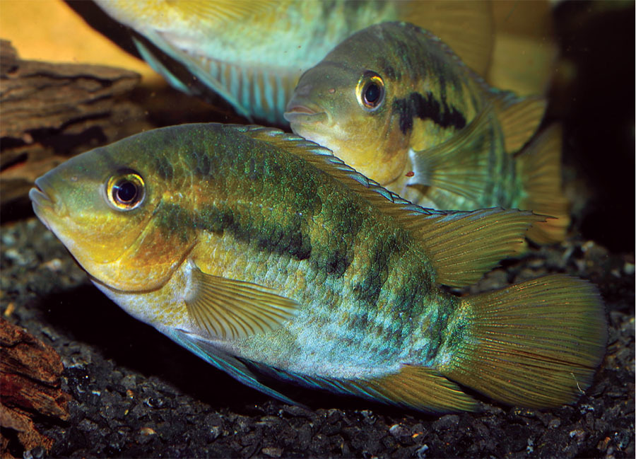 Tropical Fish Hobbyist - Jul/Aug 2020 - A Dozen Delightful