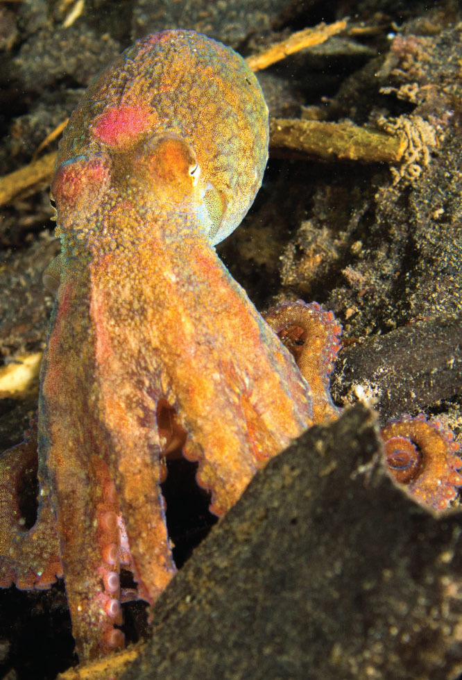 Giant Pacific Red Octopus in my Crab Trap, Released back into the