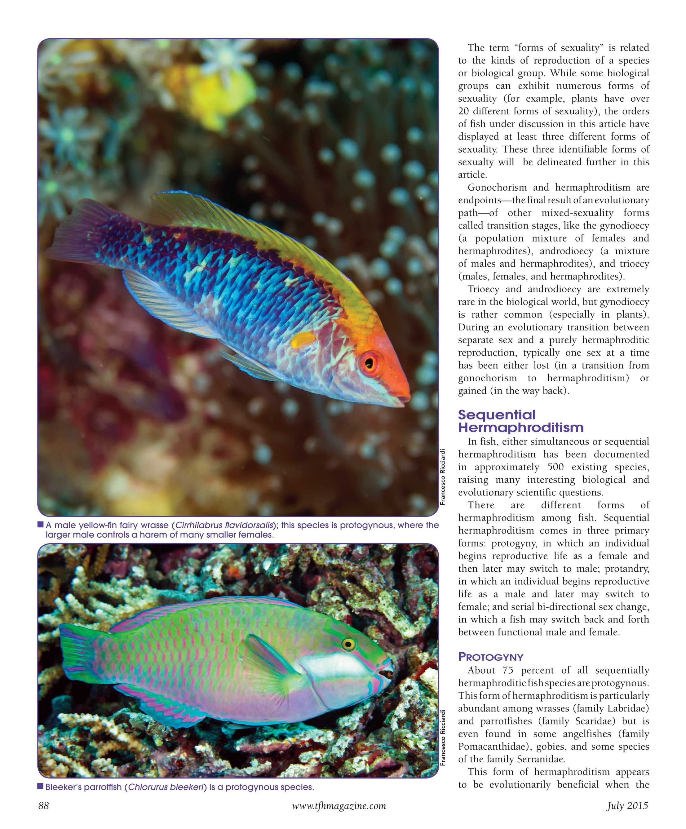 Tropical Fish Hobbyist - July 2015 - page 88