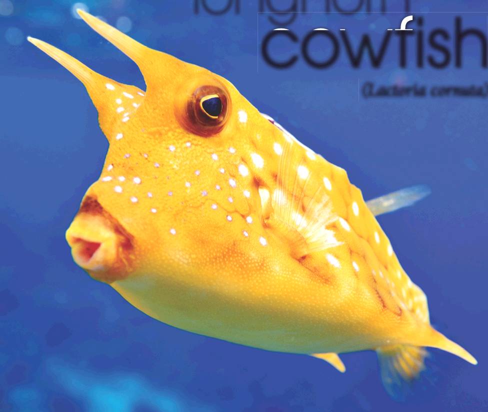 cowfish