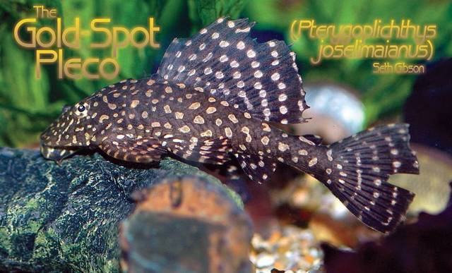 Tropical Fish Hobbyist June 2015 The Gold-Spot Pleco (Pterygoplichthys joselimaianus)