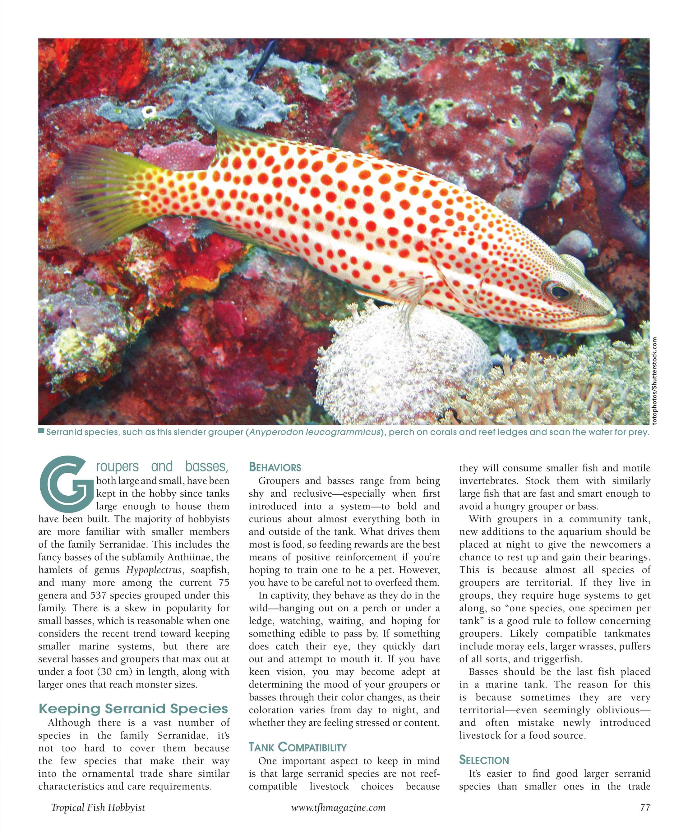 Tropical Fish Hobbyist Mar Apr 16 Page 77 Tropical Fish Hobbyist Mar Apr 16 Page 77