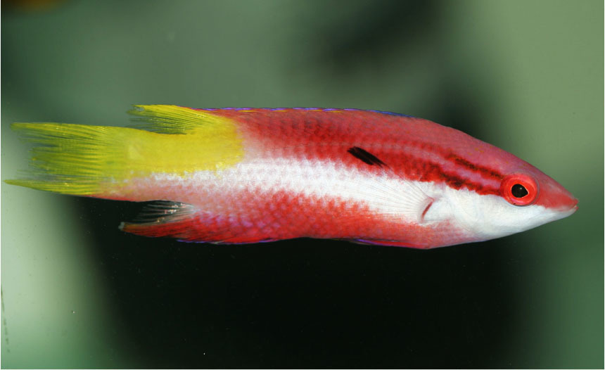 Tropical Fish Hobist Mar Apr 2019 Bodianus Hogfish In The Marine Aquarium