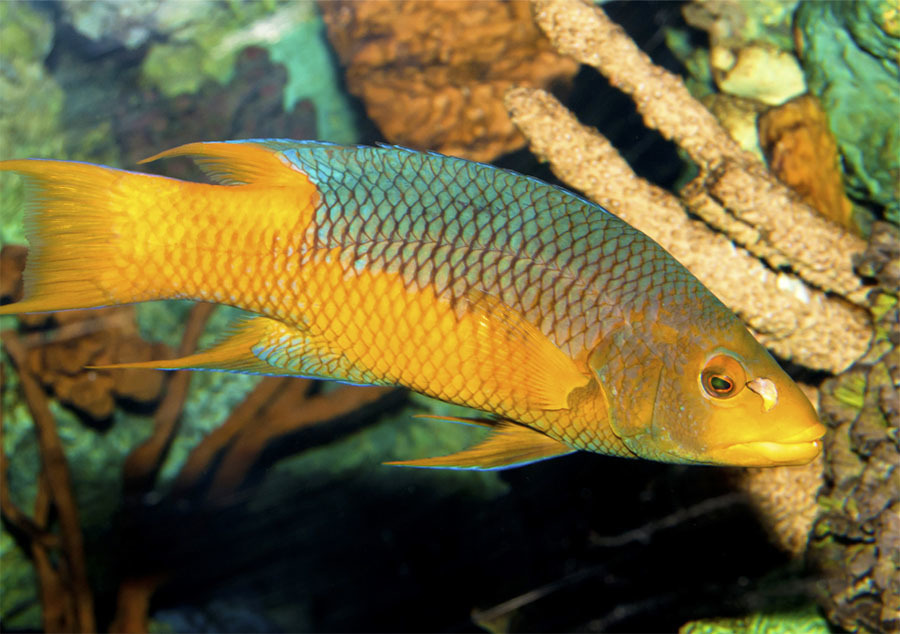 Tropical Fish Hobist Mar Apr 2019 Bodianus Hogfish In The Marine Aquarium