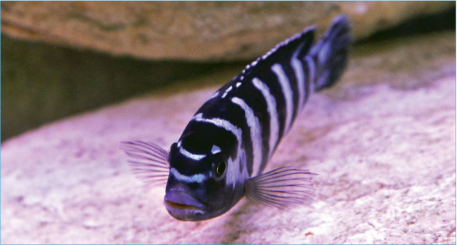 Tropical Fish Hobbyist - Mar/Apr 2020 - Cichlid World