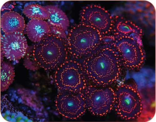 Tropical Fish Hobbyist - Mar/Apr 2021 Coral Spotlight