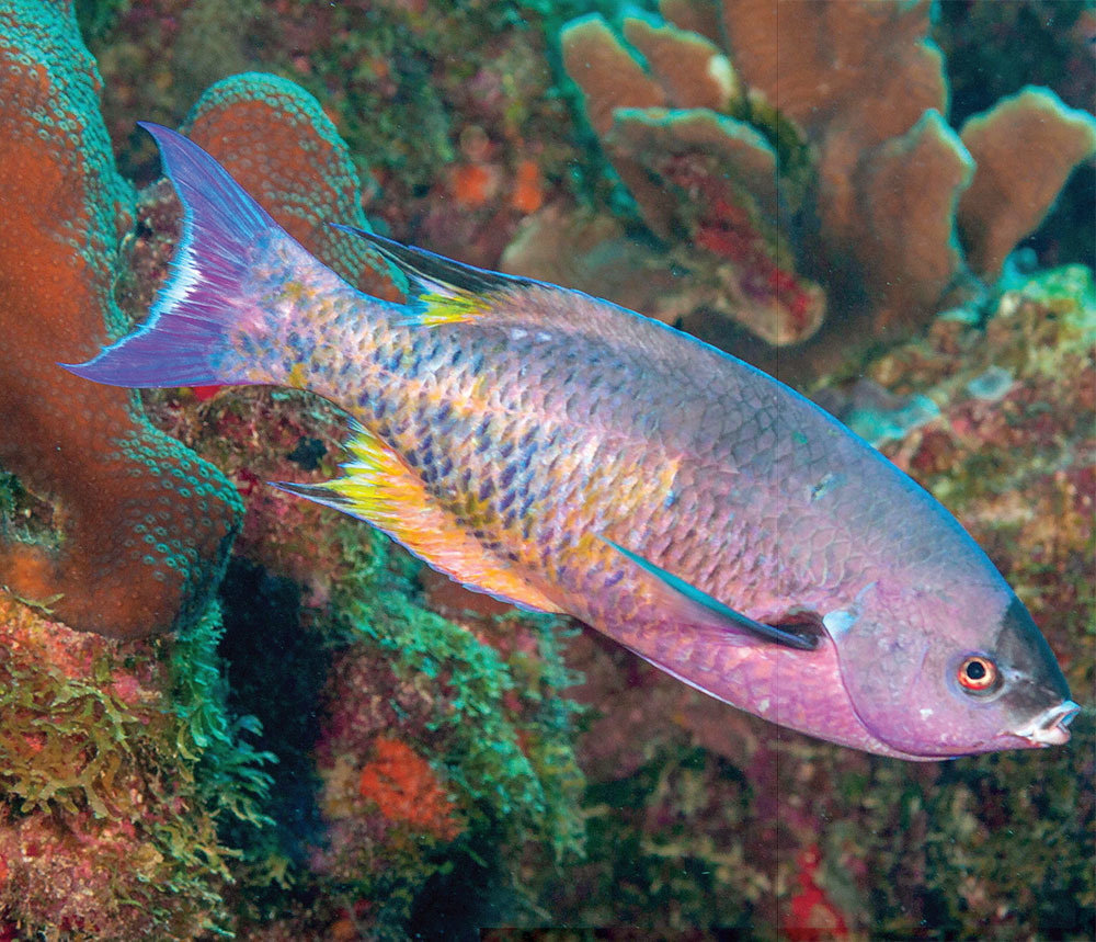 Tropical Fish Hobbyist - Mar/Apr 2021 - Treasure Beneath the Waves: Wrasses  of the Caribbean, image size:1000x859