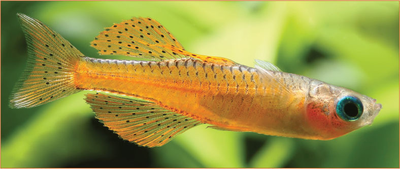 In The Trade: Stunning Blue-eye Panaques - AS Magazine
